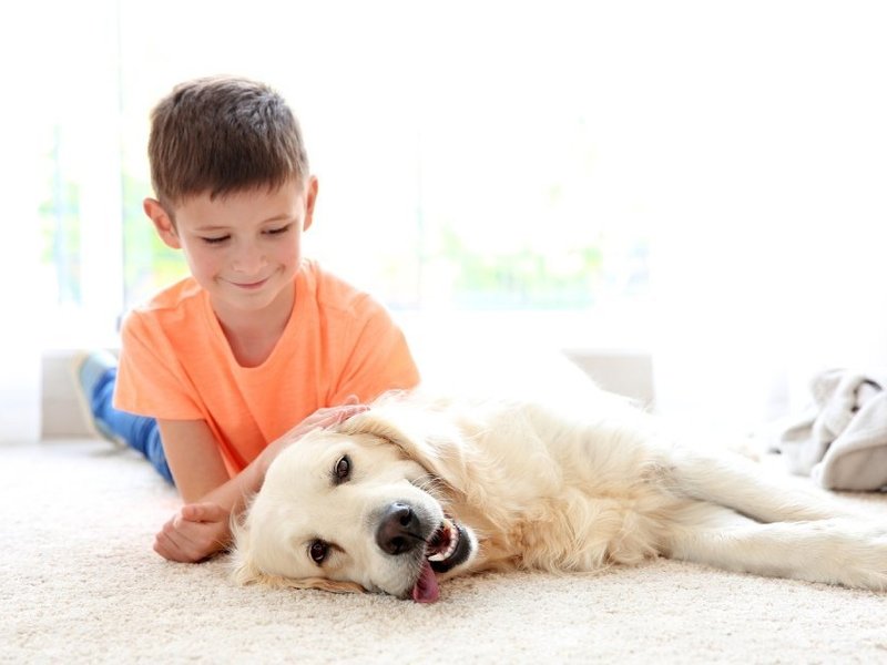 Child playing on waterproof All Pet Protection Carpet Flooring